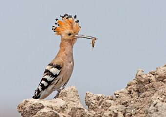 Hop, Eurasian Hoopoe, Upupa epops (saturata)
