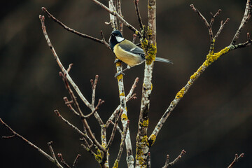 Black Tit in Winter