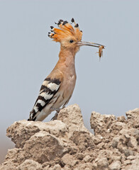 Hop, Eurasian Hoopoe, Upupa epops (saturata) © AGAMI
