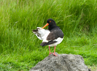 Scholekster, Eurasian Oystercatcher, Haematopus ostralegus