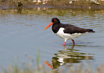Scholekster, Eurasian Oystercatcher, Haematopus ostralegus