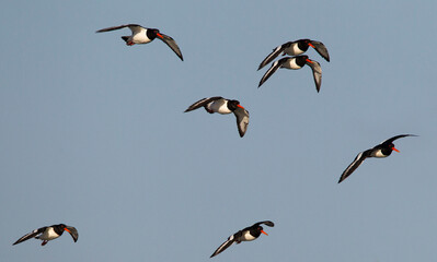 Scholekster, Eurasian Oystercatcher, Haematopus ostralegus