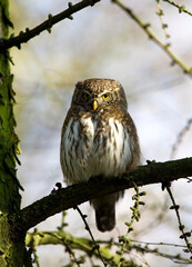 Dwerguil, Eurasian Pygmy Owl, Glaucidium passerinum
