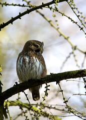 Dwerguil, Eurasian Pygmy Owl, Glaucidium passerinum