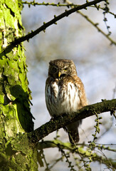 Dwerguil, Eurasian Pygmy Owl, Glaucidium passerinum