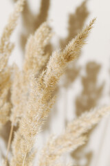 Pampas grass branch on pastel neutral beige background. Flat lay. Minimal, styled concept for bloggers with reeds foliage, sun light and trendy shadow. © magic_cinema