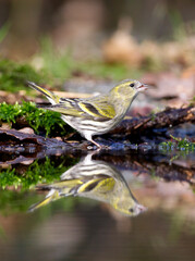 Sijs, Eurasian Siskin, Carduelis spinus