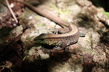 lizard on a rock