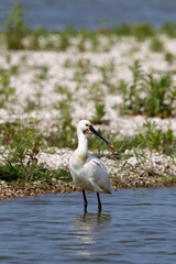 Lepelaar; Eurasian Spoonbill; Platalea leucorodia