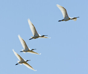 Fototapeta premium Lepelaar, Eurasian Spoonbill, Platalea leucorodia
