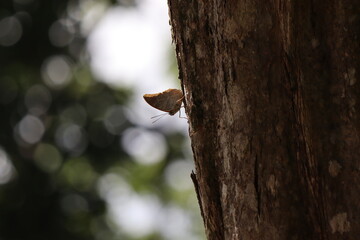 butterfly on a tree