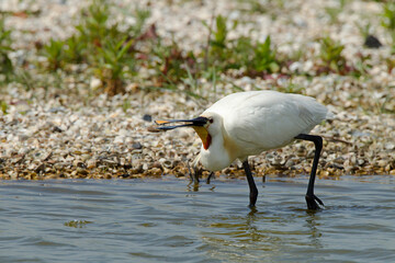 Lepelaar, Eurasian Spoonbill, Platalea leucorodia