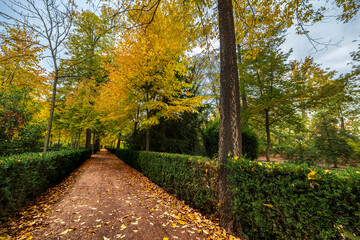 Fototapeta premium Otoño en los paseos de los jardines del Príncipe. Aranjuez. Madrid. España. Europa.