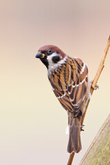 Ringmus, Eurasian Tree Sparrow, Passer montanus
