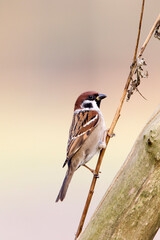 Ringmus, Eurasian Tree Sparrow, Passer montanus