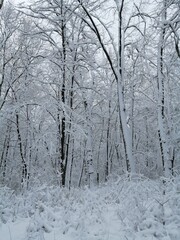 snow covered trees