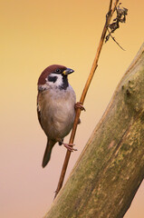 Ringmus, Eurasian Tree Sparrow, Passer montanus