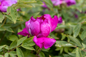 Ffuchsia peony flower. Detailed macro view.