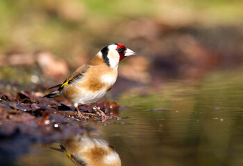 Putter, European Goldfinch, Carduelis carduelis