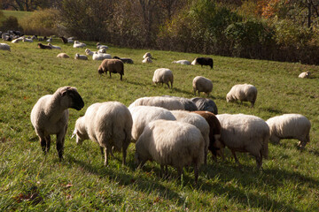 Fototapeta premium Schafherde auf der Weide