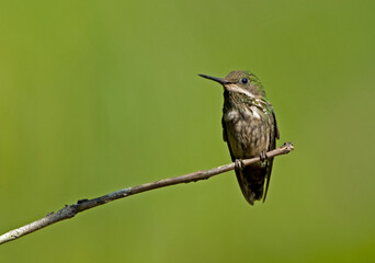 Gepluimde Koketkolibrie, Festive Coquette, Lophornis chalybeus