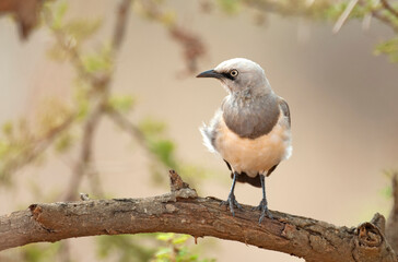 Fischers Glansspreeuw, Fischer's Starling, Lamprotornis fischeri