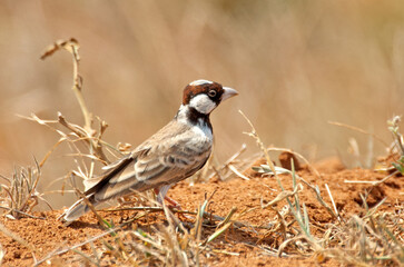 Bruinkapvinkleeuwerik, Fischer's Sparrow-Lark, Eremopterix leucopareia