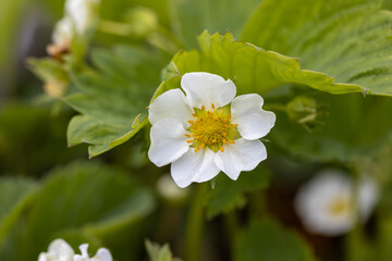 White flowers of garden strawberries on a natural background. Detailed macro view.
