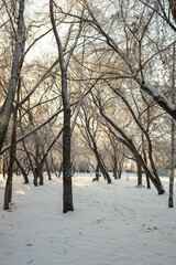 winter landscape park trees rime against the sky