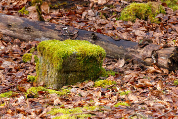 stein im laub moos bewachsen