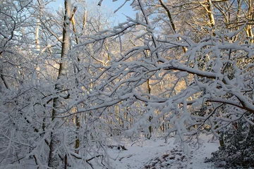 Foto auf Leinwand Besneeuwde bomen, Trees with snow © AGAMI