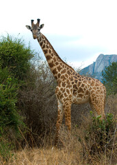 giraffe, giraffe, Giraffa camelopardalis