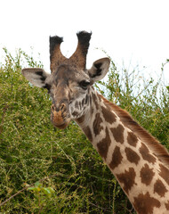 giraffe, giraffe, Giraffa camelopardalis