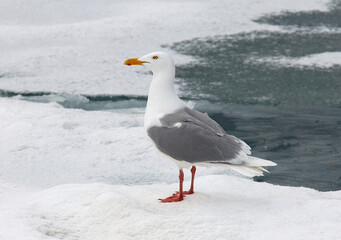 Glaucous Gull, Grote Burgemeester, Larus hyperboreus