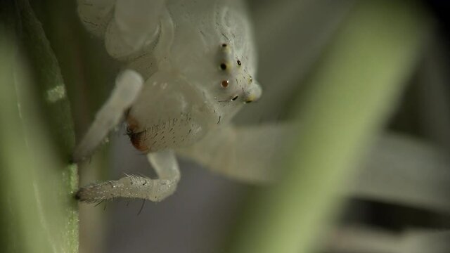 Detail der beweglichen Augen und Kiefer der Ver&auml;nderlichen Krabbenspinne Misumena vatia, die auf Bl&uuml;ten auf unvorsichtige Insekten wartet