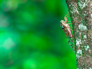 六甲山のヒグラシ（♀）