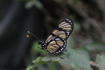 butterfly on a leaf
