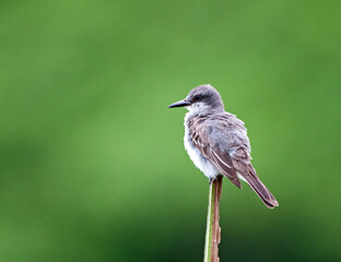 Grijze koningstiran, Gray Kingbird, Tyrannus dominicensis