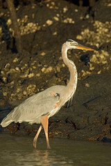 Great Blue Heron, Amerikaanse Blauwe Reiger, Ardea herodias