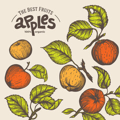 Apple vector illustration. Hand-drawn design element. A fruit drawn in vintage style