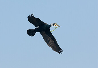 Great Cormorant, Aalscholver, Phalacrocorax carbo