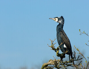 Great Cormorant, Aalscholver, Phalacrocorax carbo