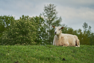 shorn sheep is lying on top of a dike in the district Wesermarsch (Germany)