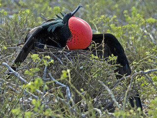 Great Frigatebird, Grote Fregatvogel, Fregata minor