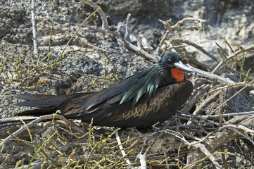 Great Frigatebird, Grote Fregatvogel, Fregata minor