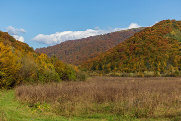 Autumn mountain landscape - yellowed and reddened autumn trees combined with green needles and blue skies. Colorful autumn landscape scene in the Ukrainian Carpathians.