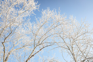Branches of trees covered with white frost against the blue sky, winter landscape.