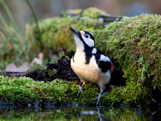 Grote Bonte Specht, Great Spotted Woodpecker, Dendrocopos major