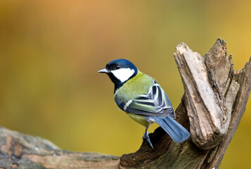 Koolmees, Great Tit, Parus major