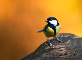Koolmees, Great Tit, Parus major